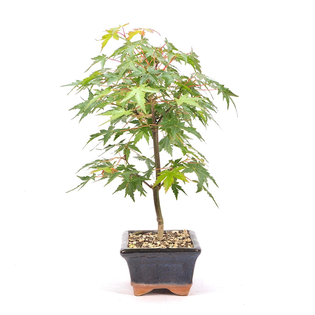 Fächer-Ahorn 'Acer palmatum'