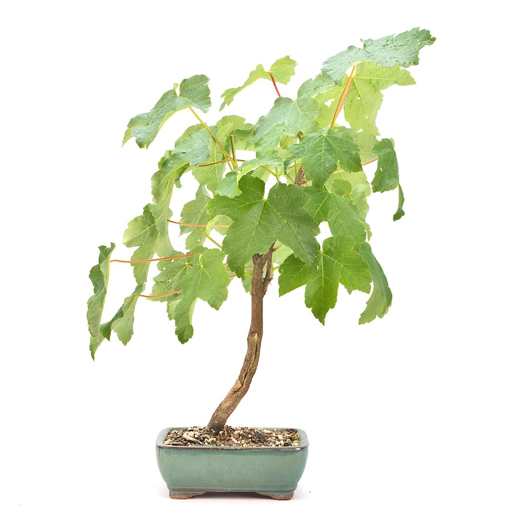 Berg-Ahorn 'Acer pseudoplatanus'