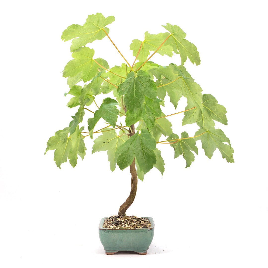 Berg-Ahorn 'Acer pseudoplatanus'