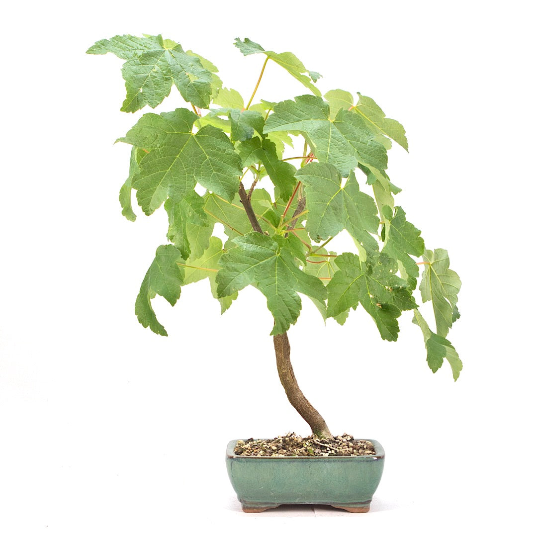 Berg-Ahorn 'Acer pseudoplatanus'