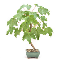 Berg-Ahorn 'Acer pseudoplatanus'
