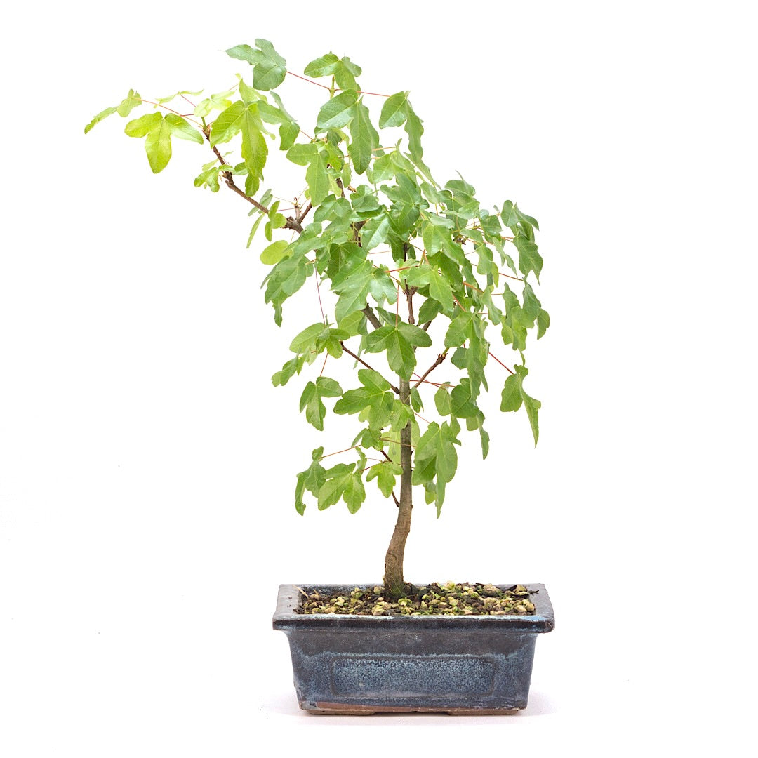 Felsen-Ahorn 'Acer monspessulanum'