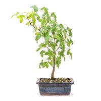 Felsen-Ahorn 'Acer monspessulanum'
