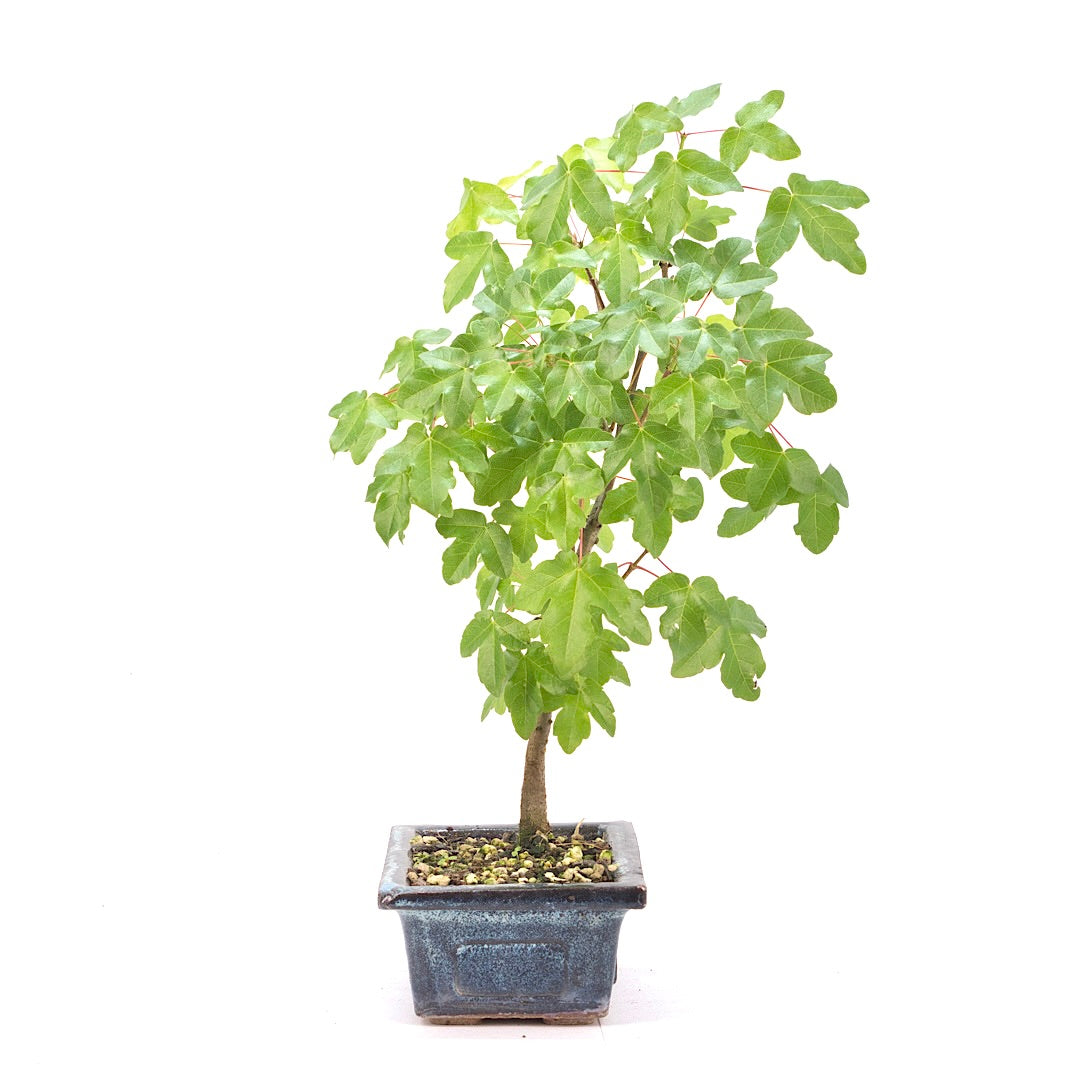 Felsen-Ahorn 'Acer monspessulanum'