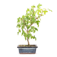 Felsen-Ahorn 'Acer monspessulanum'