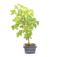 Felsen-Ahorn 'Acer monspessulanum'