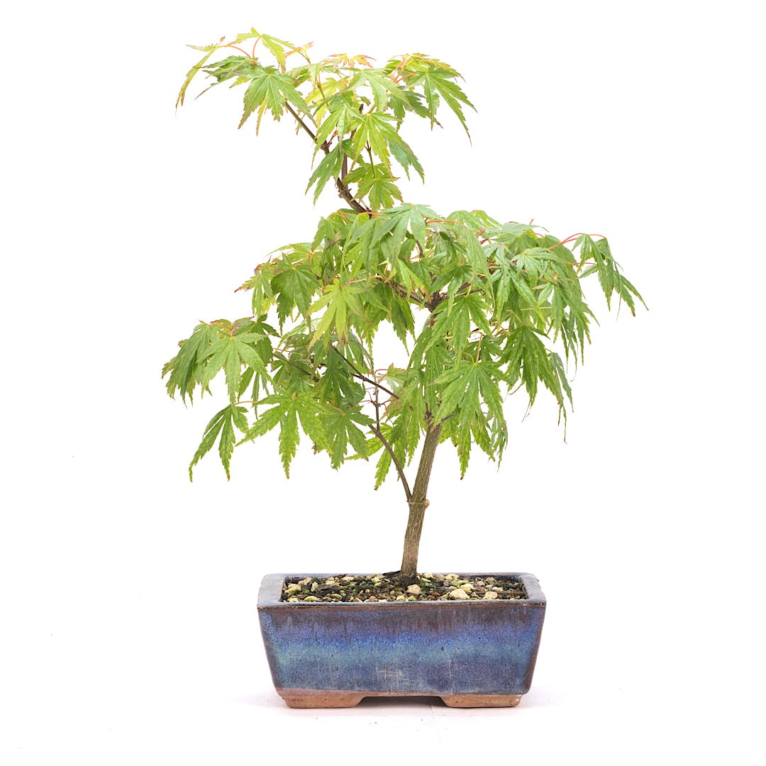 Fächer-Ahorn 'Acer palmatum'