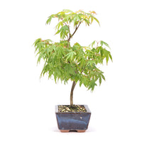 Fächer-Ahorn 'Acer palmatum'