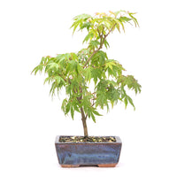Fächer-Ahorn 'Acer palmatum'