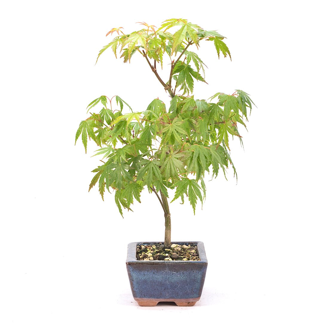 Fächer-Ahorn 'Acer palmatum'