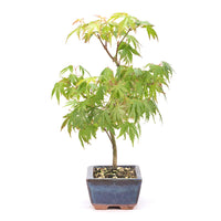 Fächer-Ahorn 'Acer palmatum'