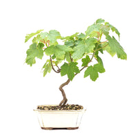 Berg-Ahorn 'Acer pseudoplatanus'