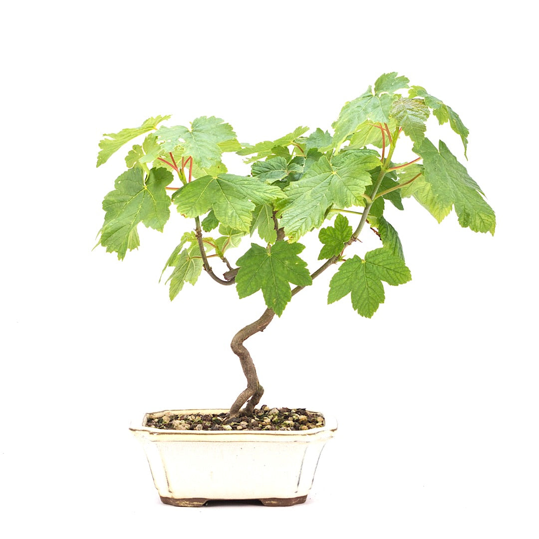 Berg-Ahorn 'Acer pseudoplatanus'