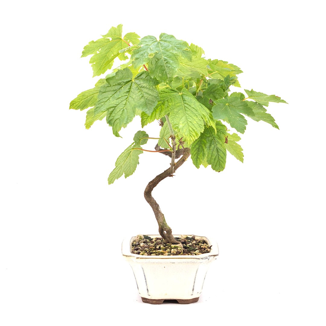 Berg-Ahorn 'Acer pseudoplatanus'