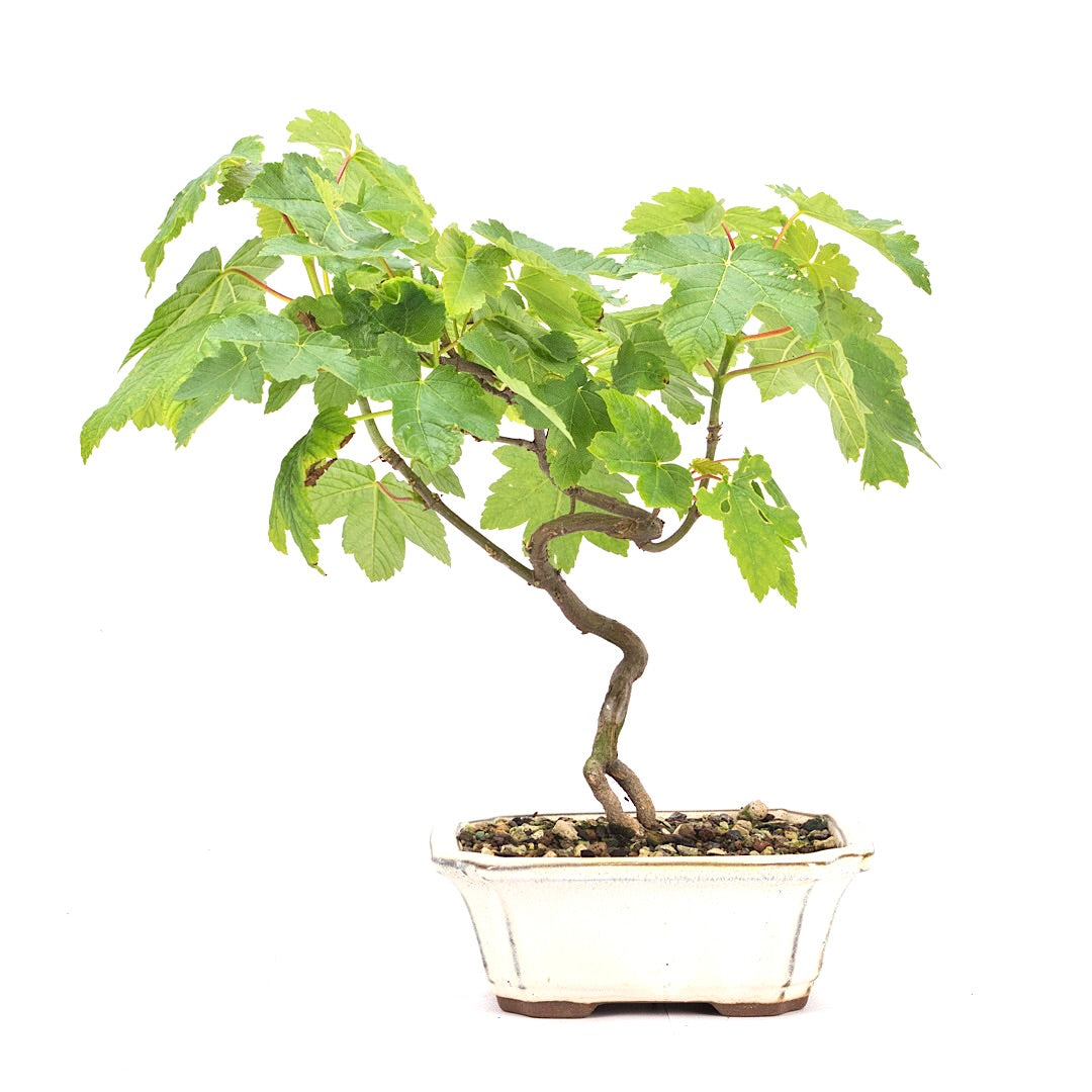 Berg-Ahorn 'Acer pseudoplatanus'