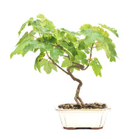 Berg-Ahorn 'Acer pseudoplatanus'