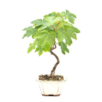 Berg-Ahorn 'Acer pseudoplatanus'