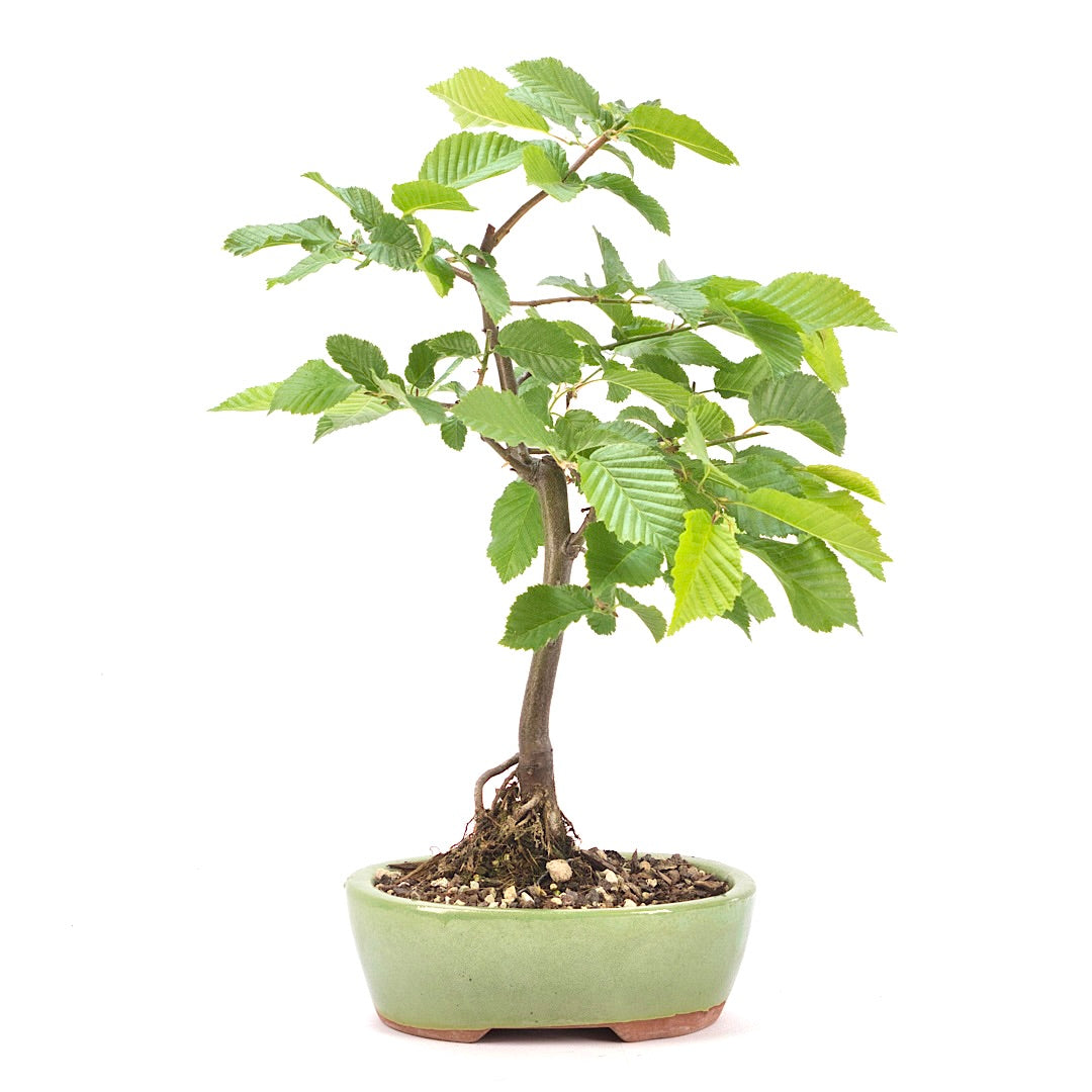 Hainbuche 'Carpinus betulus`