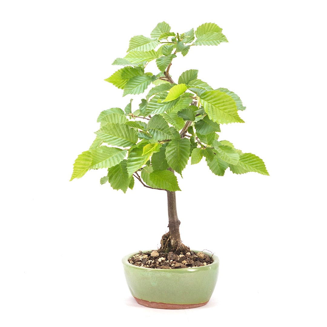 Hainbuche 'Carpinus betulus`
