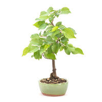 Hainbuche 'Carpinus betulus`