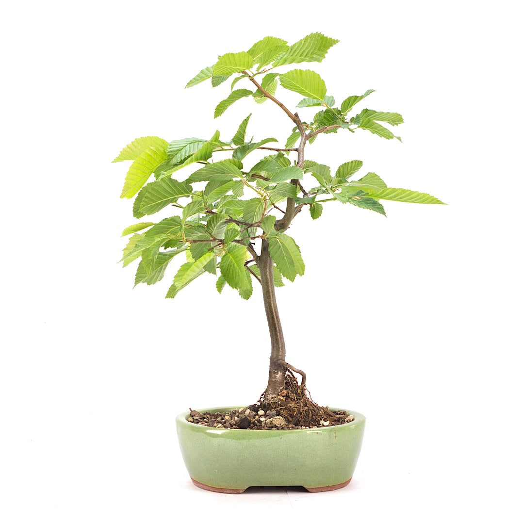 Hainbuche 'Carpinus betulus`