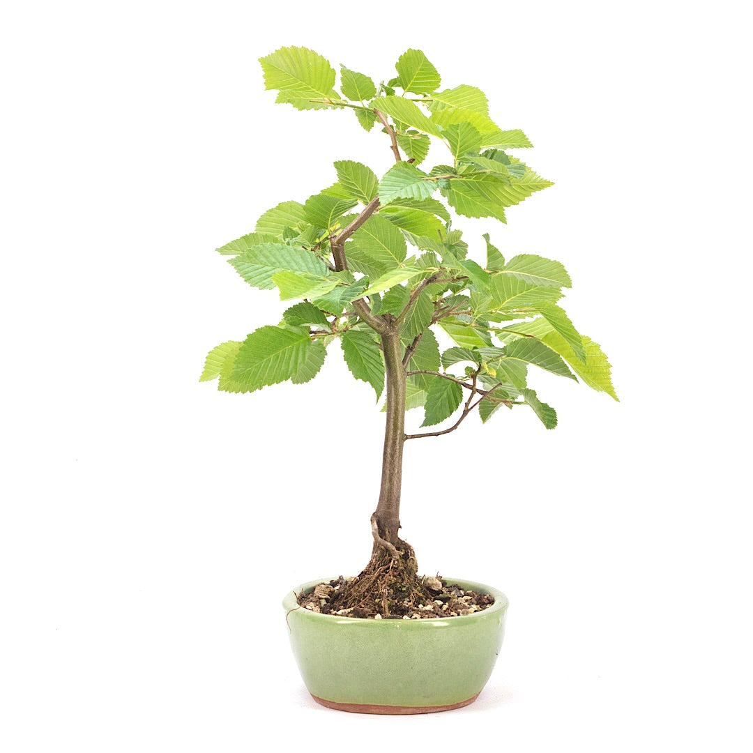 Hainbuche 'Carpinus betulus`