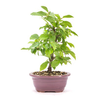 Hainbuche 'Carpinus betulus`