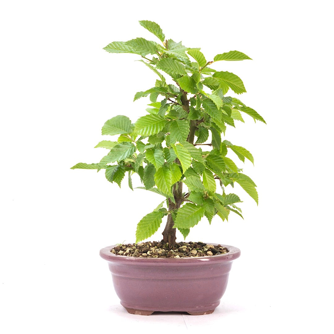 Hainbuche 'Carpinus betulus`