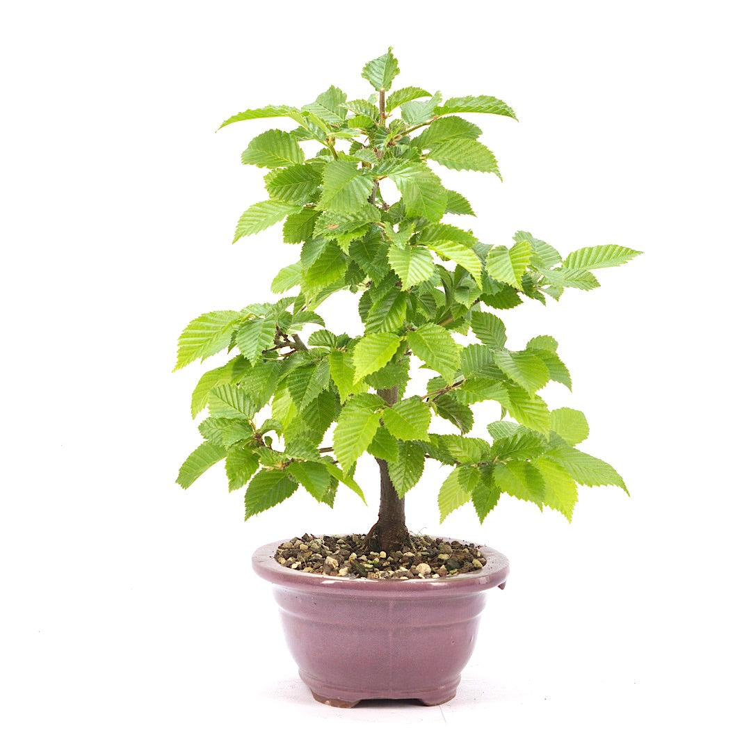 Hainbuche 'Carpinus betulus`