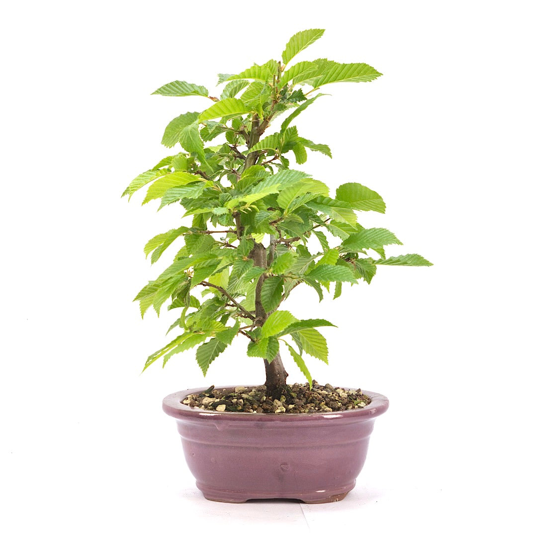 Hainbuche 'Carpinus betulus`