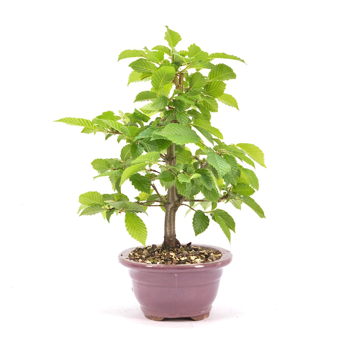 Hainbuche 'Carpinus betulus`
