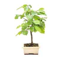 Hainbuche 'Carpinus betulus`