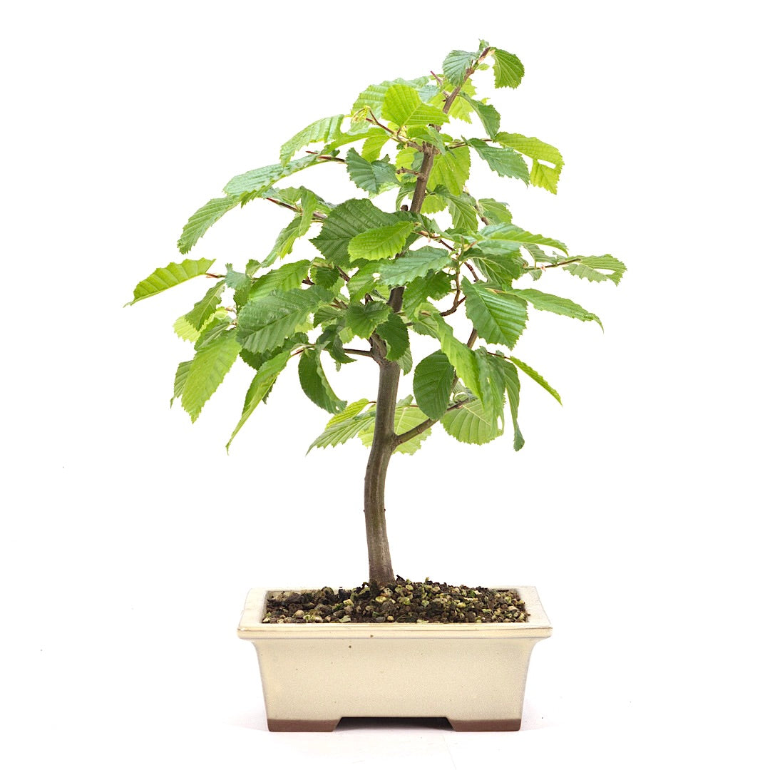 Hainbuche 'Carpinus betulus`