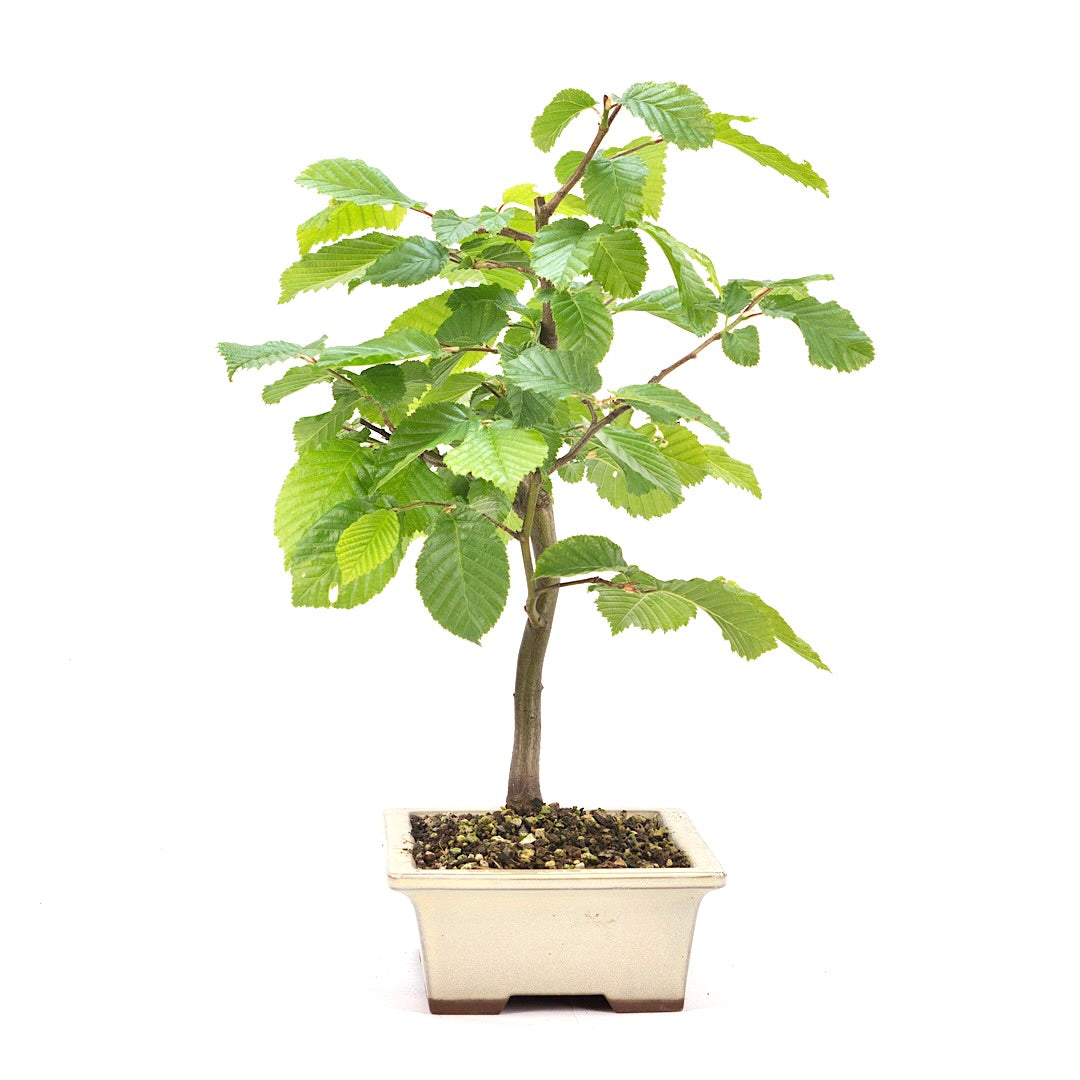 Hainbuche 'Carpinus betulus`