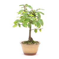 Hainbuche 'Carpinus betulus`