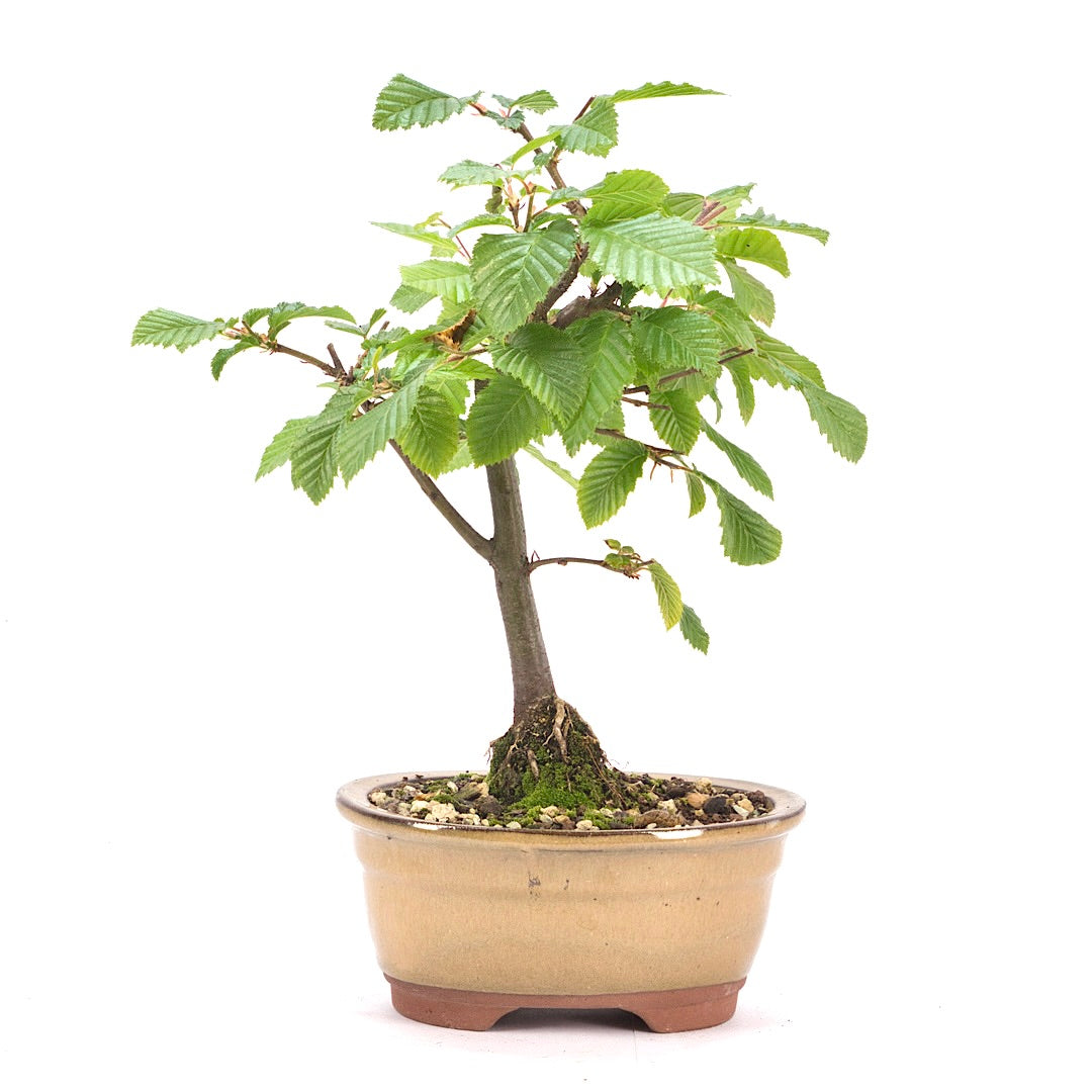 Hainbuche 'Carpinus betulus`