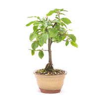 Hainbuche 'Carpinus betulus`