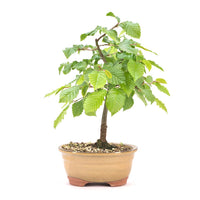 Hainbuche 'Carpinus betulus`
