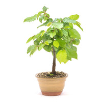 Hainbuche 'Carpinus betulus`