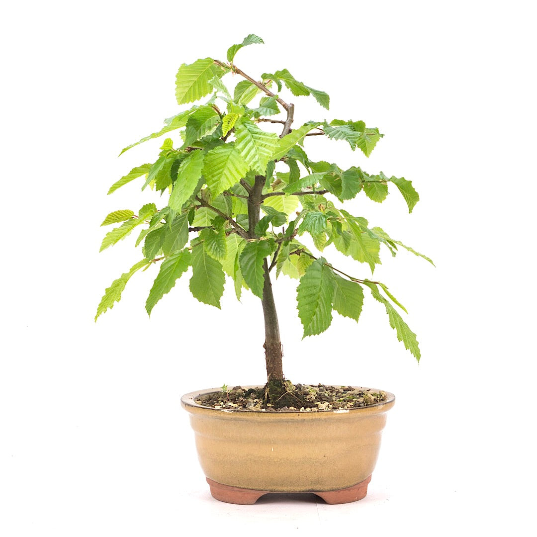 Hainbuche 'Carpinus betulus`