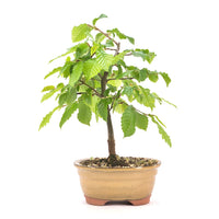 Hainbuche 'Carpinus betulus`