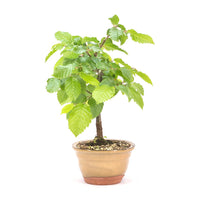 Hainbuche 'Carpinus betulus`