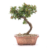 Fächer- Zwergmispel 'Cotoneaster horizontalis'