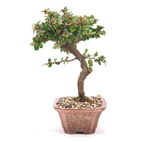 Fächer- Zwergmispel 'Cotoneaster horizontalis'
