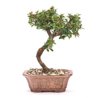 Fächer- Zwergmispel 'Cotoneaster horizontalis'