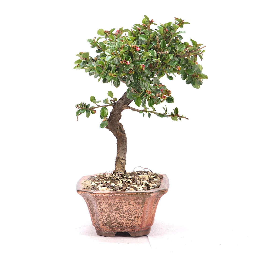 Fächer- Zwergmispel 'Cotoneaster horizontalis'