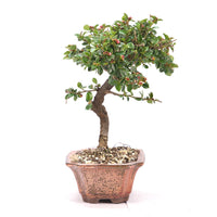 Fächer- Zwergmispel 'Cotoneaster horizontalis'