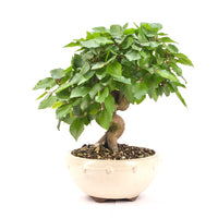Koreanische Hainbuche ‚Carpinus turczaninowi‘