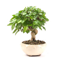 Koreanische Hainbuche ‚Carpinus turczaninowi‘