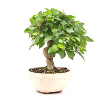 Koreanische Hainbuche ‚Carpinus turczaninowi‘